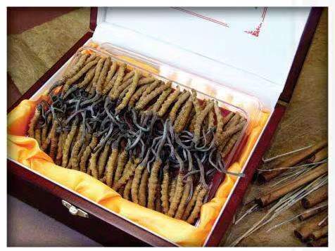 和田县冬虫夏草回收